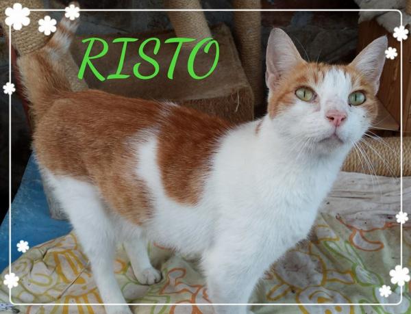 Risto