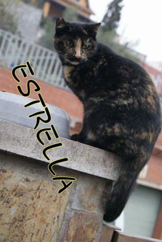 Estrella