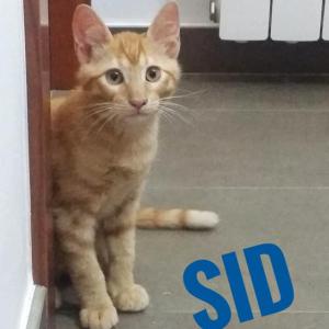 Sid