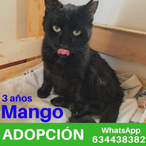 Mango