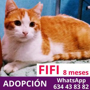 Fifi