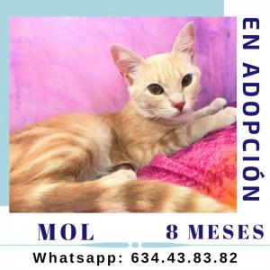 Mol