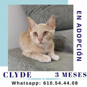 Clyde