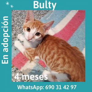 Bulty