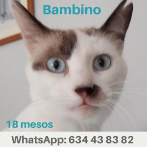 Bambino