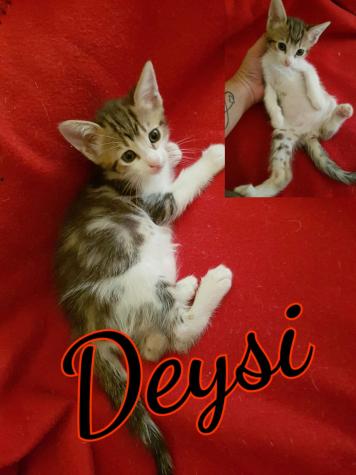 Deysi 