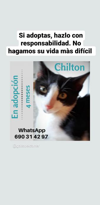 Chilton