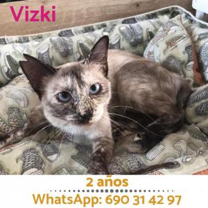 Vizki