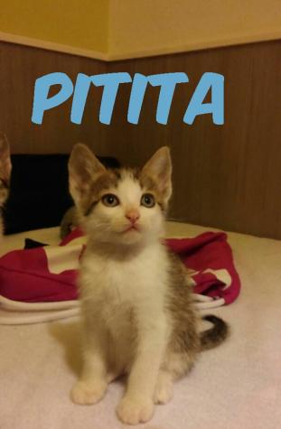 Pitita