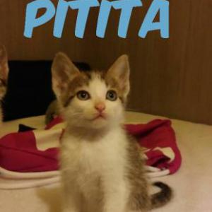 Pitita