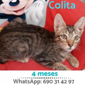 Colita