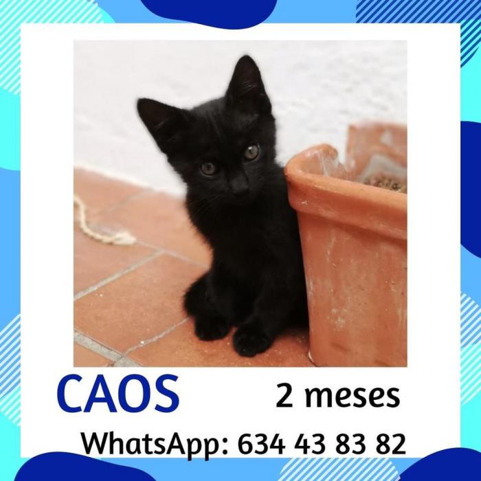 Caos