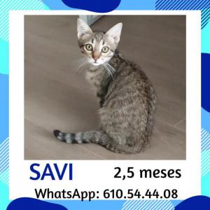 Savi