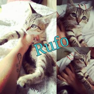 Rufo