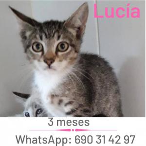 Luca