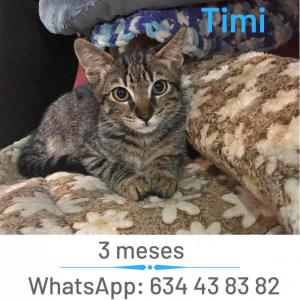 Timi