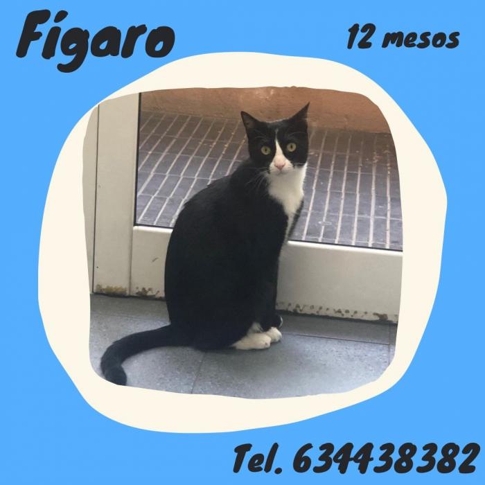 Fígaro