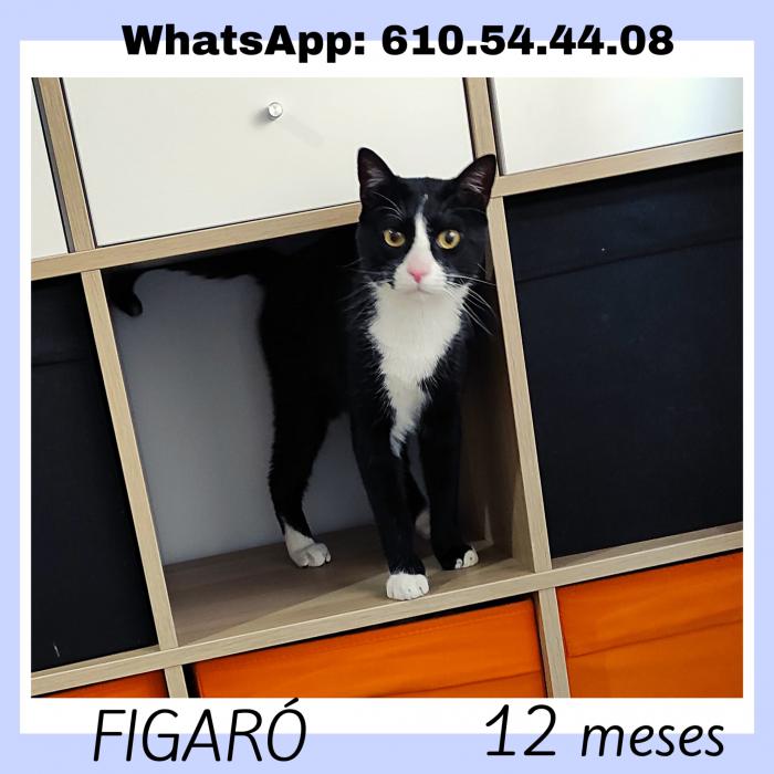 Fígaro