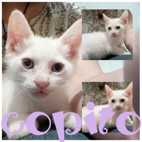 Copito