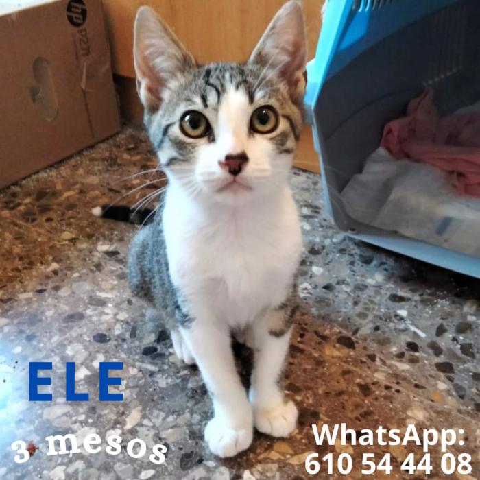 Ele