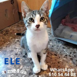 Ele