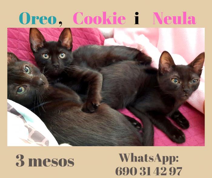 Oreo, Cookie y Neula