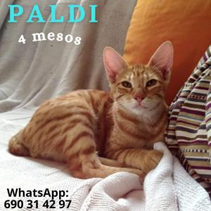 Paldi