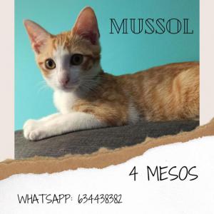 Mussol